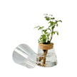 Vase Moderne en Verre pour Fleurs Hydroponique