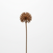Fleur Artificielle Marron Avec Pompons Rigides, fleur artificielle marron contemporaine