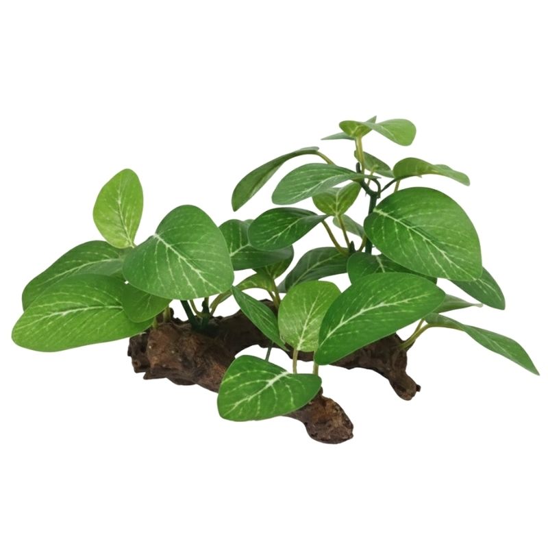 Plante Pour Terrarium Avec Base en Bois, Plante Pour Terrarium