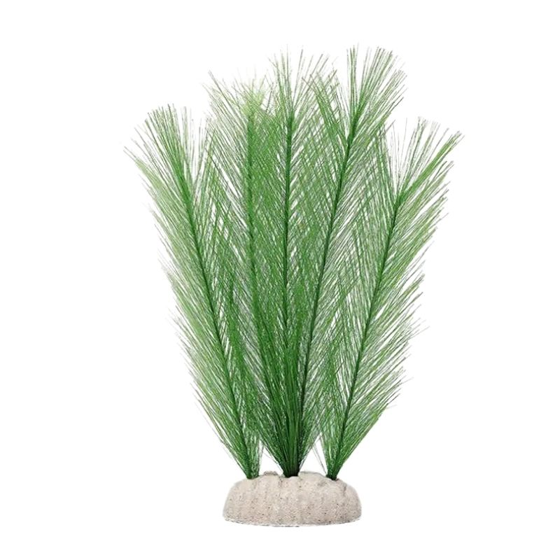 Plante Pour Terrarium Avec Feuilles Fines, Plante Pour Terrarium