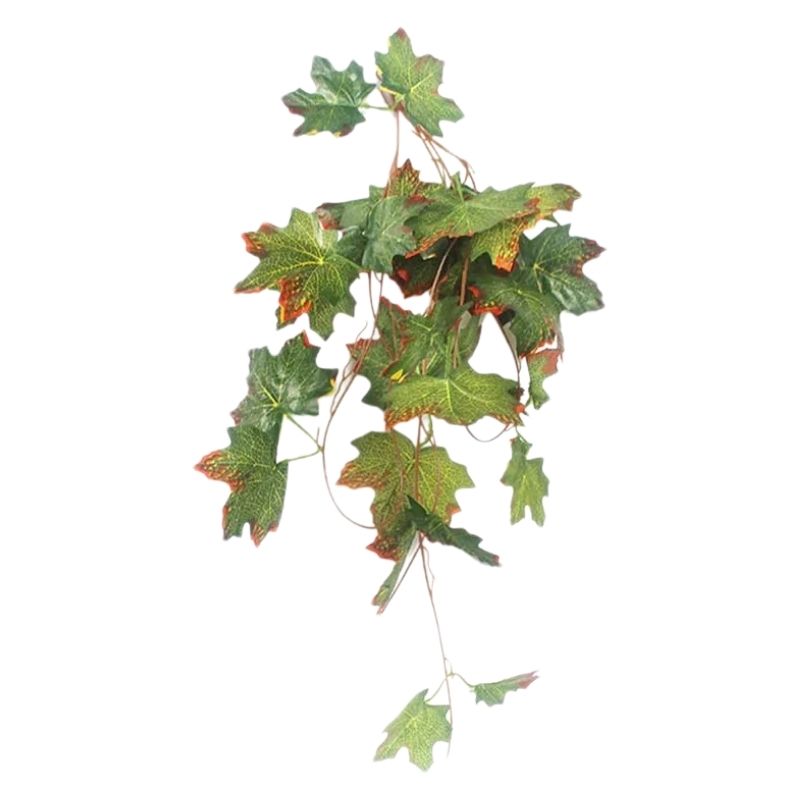 Plante Pour Terrarium En Liane Décorative, Plante Pour Terrarium