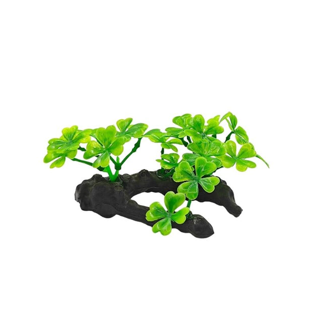 Plante Pour Terrarium Trèfle Décoratif, Plante Pour Terrarium 