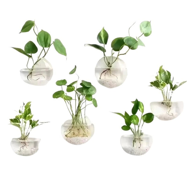 Terrarium En Verre Style Mural, Terrarium En Verre