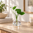 Vase Fleur en Verre Transparent pour Avocat