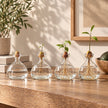 Vase Fleur en Verre Transparent pour Avocat